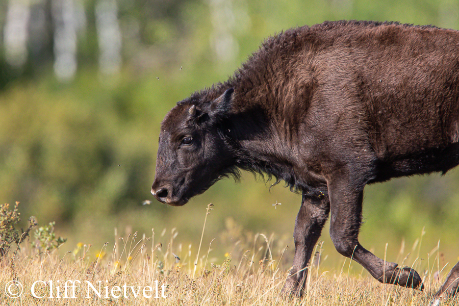 Late Summer Bison Calf, REF: BIS025