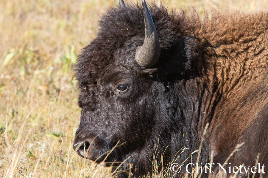 Resting Young Bull Bison, REF: BIS002