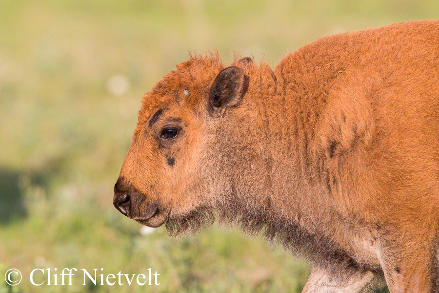 Bison Calf in the Afternoon Sun, REF: BIS003