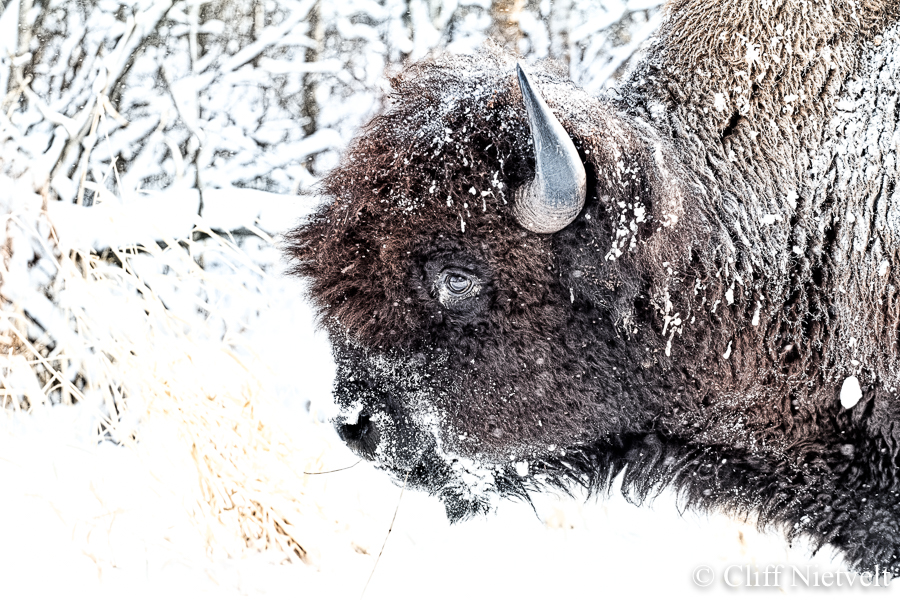 Shaggy Bull Bison in Winter, REF: BIS004