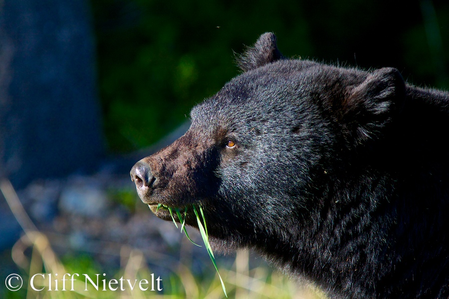 Large Male Black Bear Profile, REF: BB005
