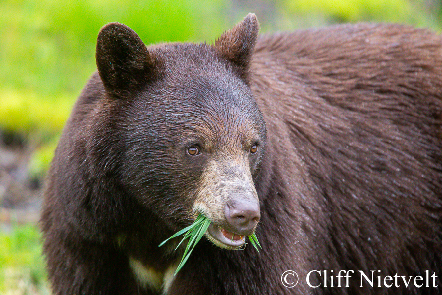 Black Bear With a Mouthful of Grass, REF: BB006