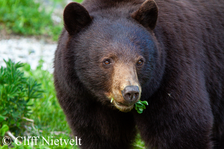 Black Bear with a Mouthful of Clovers, REF: BB007