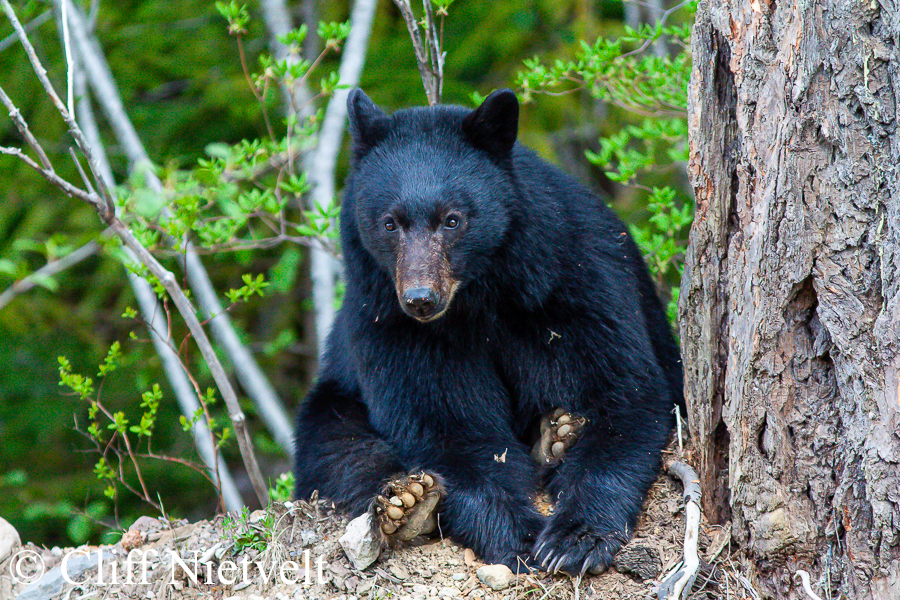 Black Bear Sitting by a Douglas Fir, REF: BB012