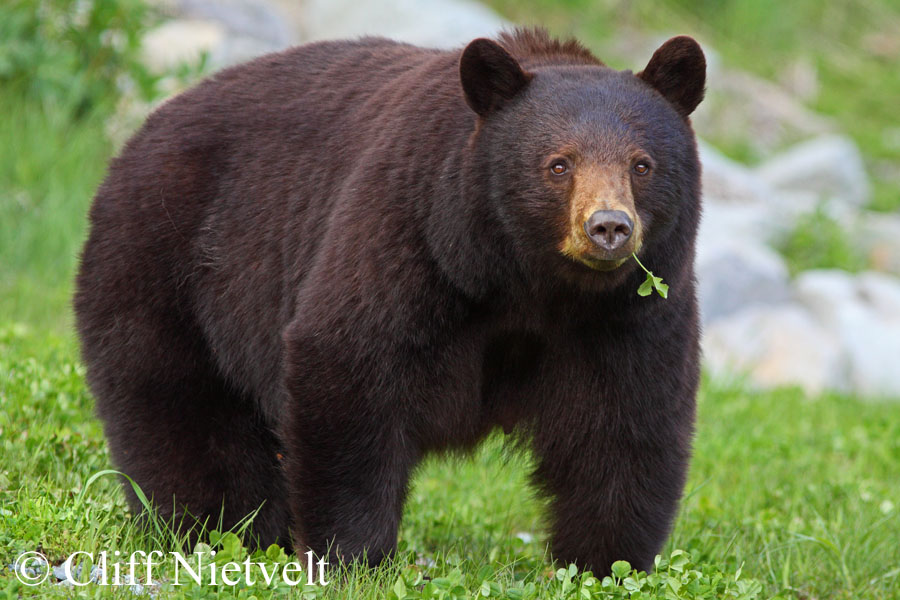 Large Female Black Bear Feeding on Clovers, REF: BB013
