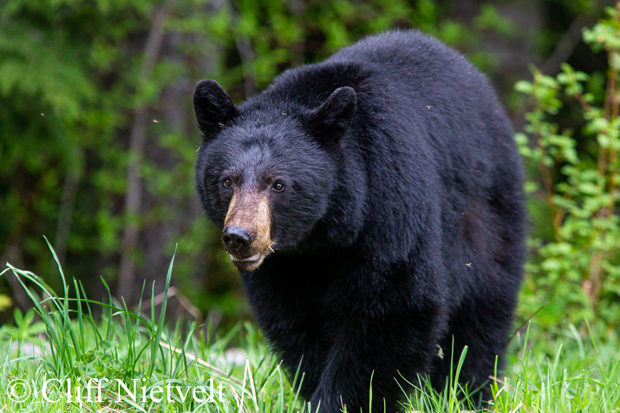 Black Bear in Early Spring, REF: BB014