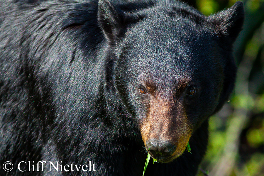 Male Black Bear Portrait, REF: BB017