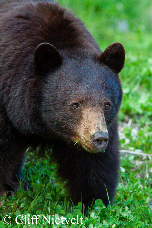 Vigilant Black Bear, REF: BB020