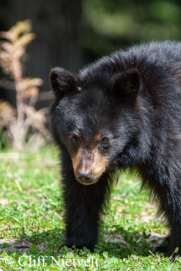 A Fuzzy Yearling Black Bear, REF: BB024