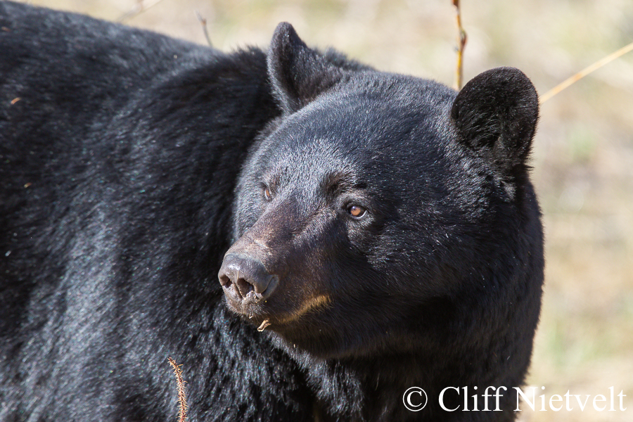 A Confident Black Bear, REF: BB025