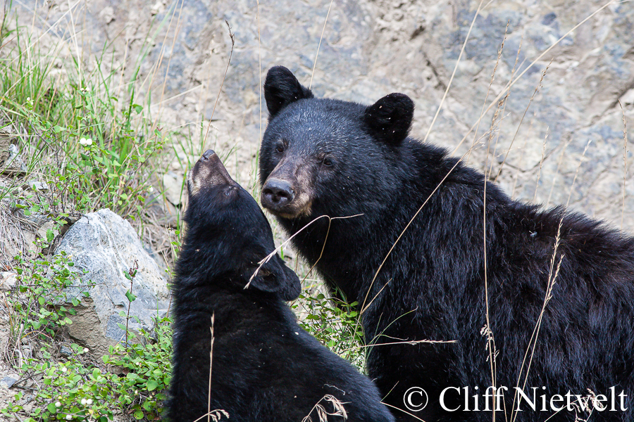 Mother black bear and cub, REF: BB026