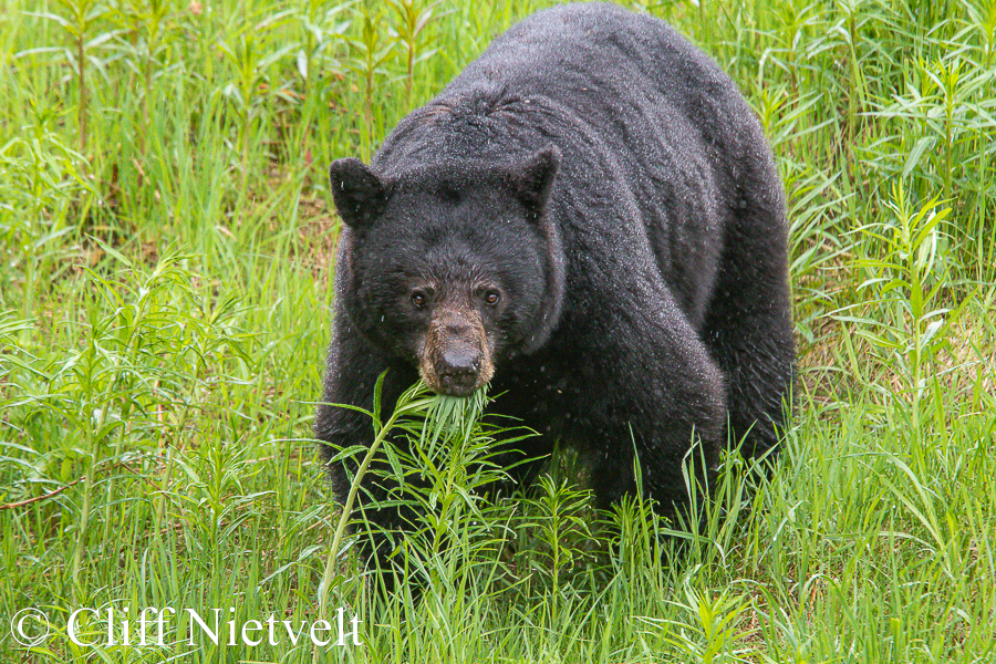 Black Bear Eating Grass, REF: BB028