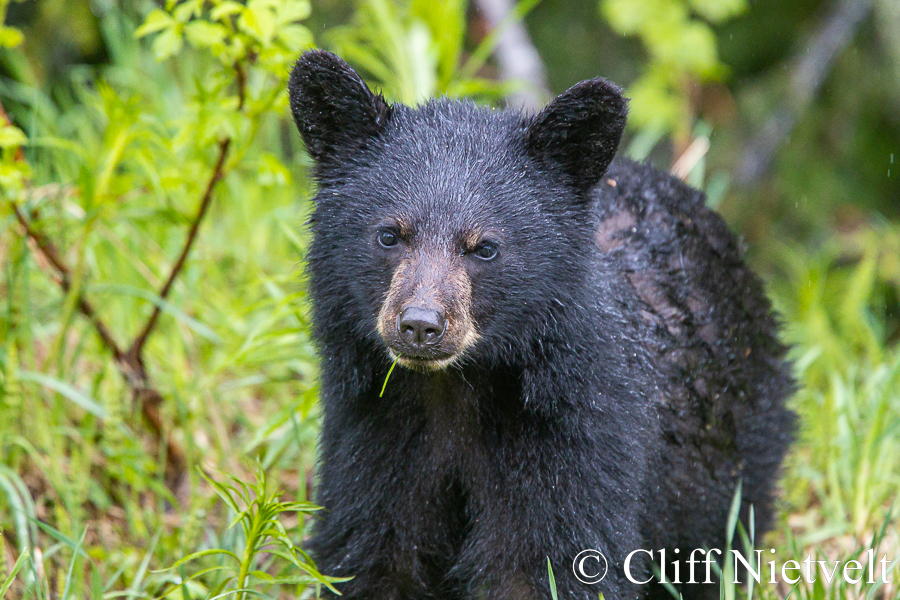 Black bear Cub in the Rain, REF: BB030
