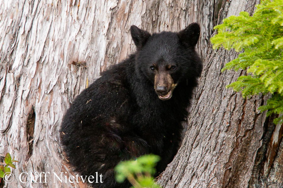 Black Bear Sitting in a Tree, REF: BB032