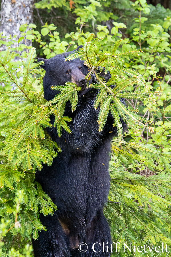 Male Black Bear Marking a Tree, REF: BB034