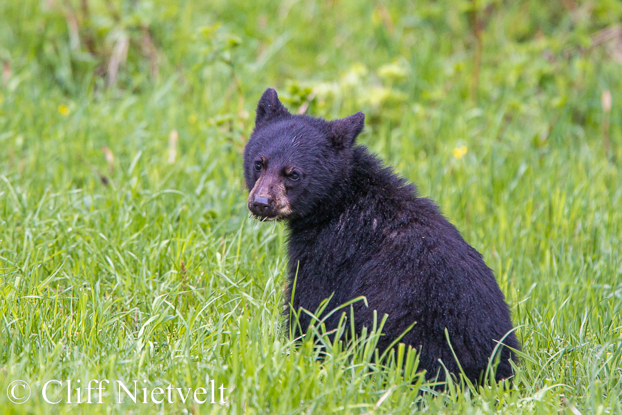 Black Bear Cub Sitting, REF: BB035