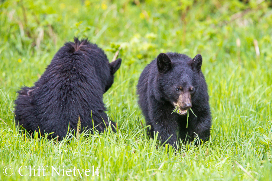 Two Black Bear Cubs Feeding REF: BB036