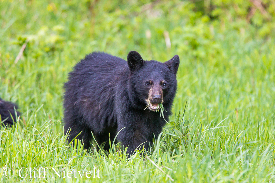Black Bear Cub Feeding on Grass REF: BB037