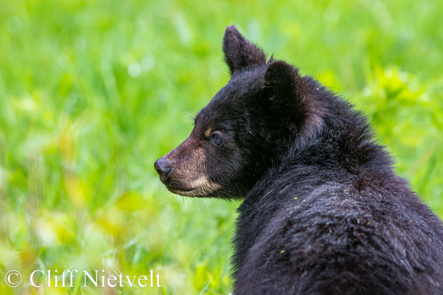Black Bear Cub Portrait REF: BB038