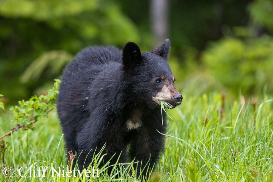 An Alert Black Bear Cub Feeding, REF: BB040