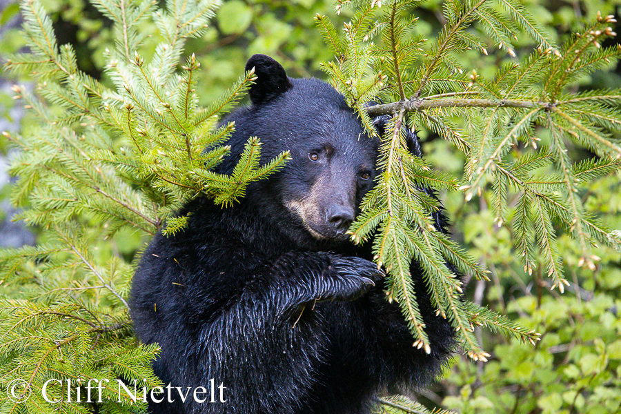 A Male Black Bear Breaking a Tree, REF: BB041