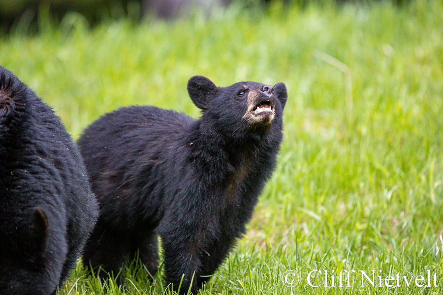 A Black Bear Cub Sniffing for Danger, REF: BB042