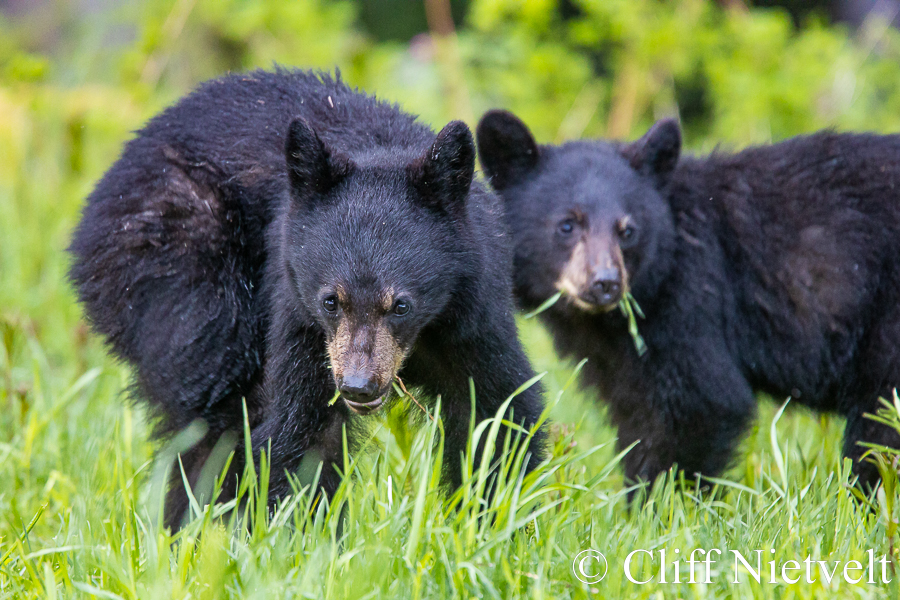 Black Bear Cubs with One Scratching, REF: BB045