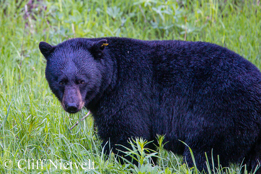 Tagged Male Black Bear, REF: BB048