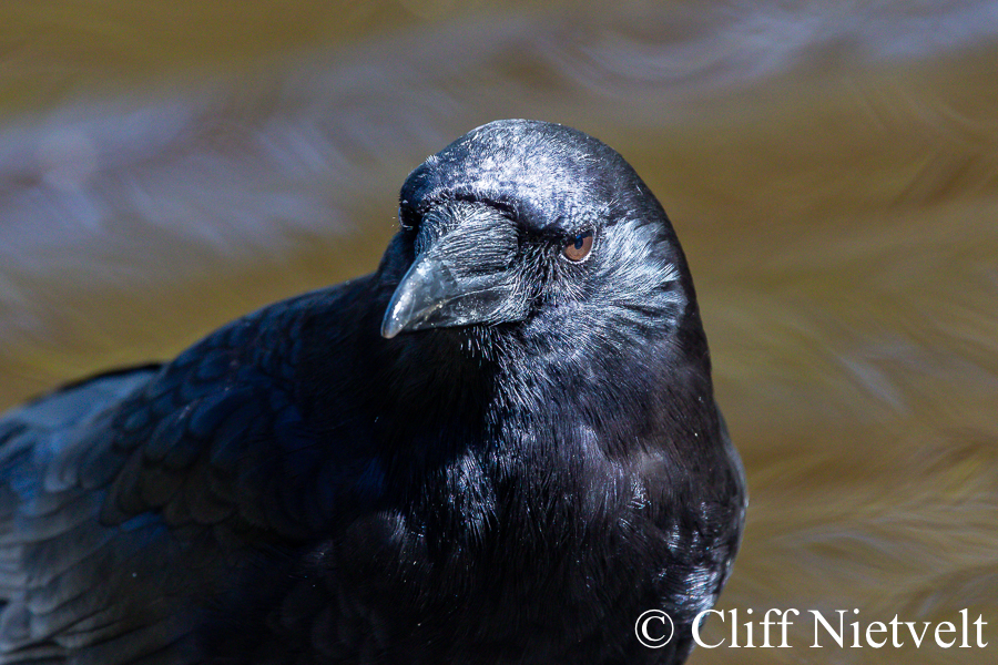 Northwestern Crow in the Sun, REF: CORV001