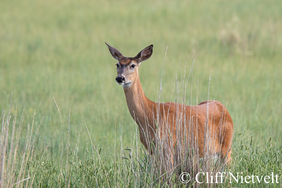 A White-Tailed Deer Doe in the Tall Grass Prairie, REF: WTD001 