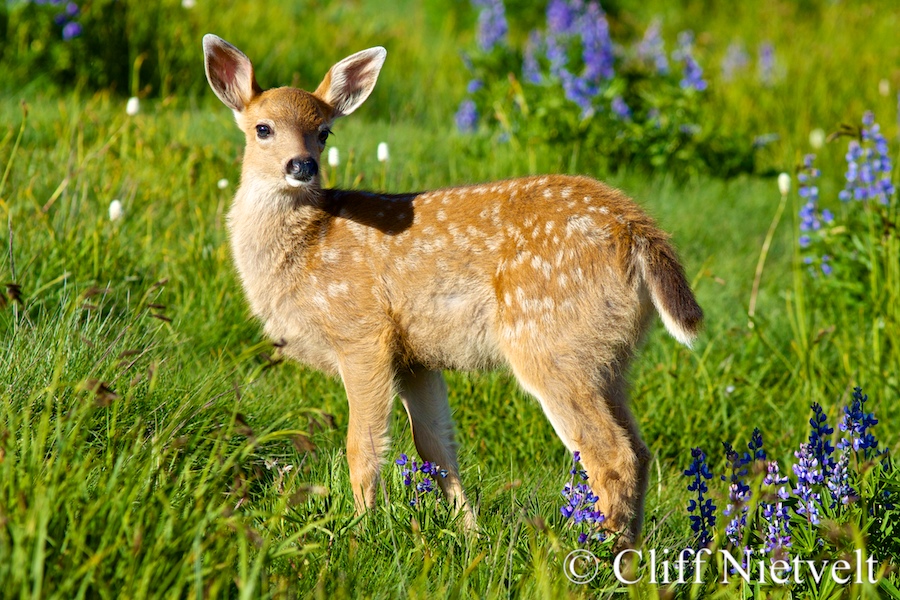 Black-Tailed Deer Fawn and Wild Flowers, REF: BTD003