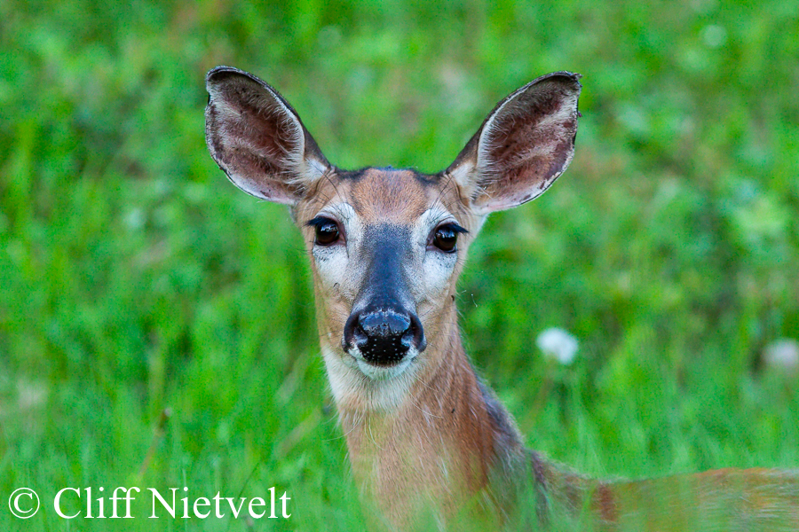 White-tailed Deer Doe in Early Summer, REF: WTD002