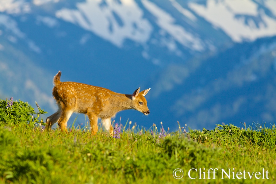 Black-tailed Deer Fawn Walking an Alpine Ridge, REF: BTD004