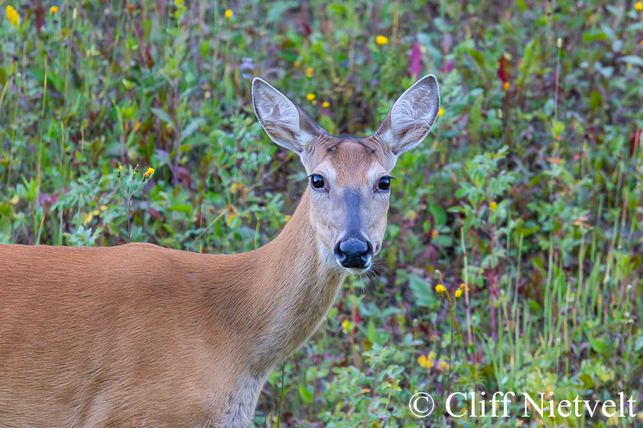 White-tailed Deer Doe and Later Summer Flowers, REF: WTD003