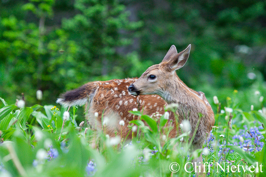 Tiny Black-Tailed Deer Among the Wild Flowers, REF: BTD006