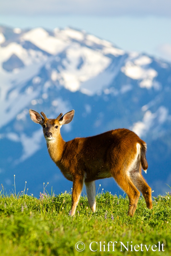 Black-tailed Deer Buck and the Olympic Mountains, REF: BTD011