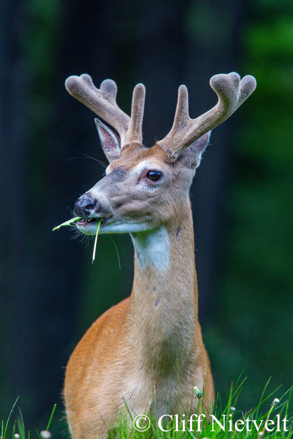 White-tailed Deer Buck in Velvet, REF: WTD005