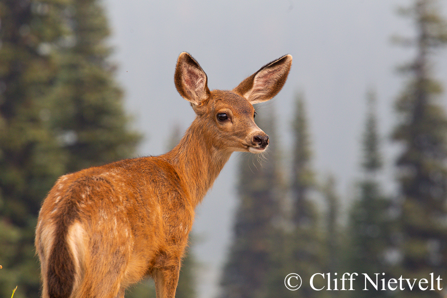 Black-Tailed Deer Fawn and Smoke, REF: BTD012