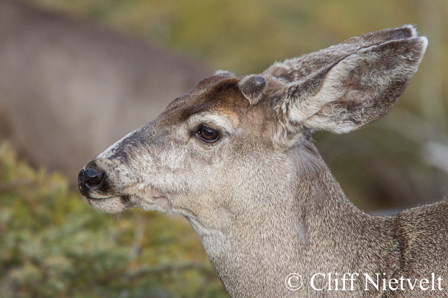 A Button Buck Mule Deer Profile, REF: WTD007