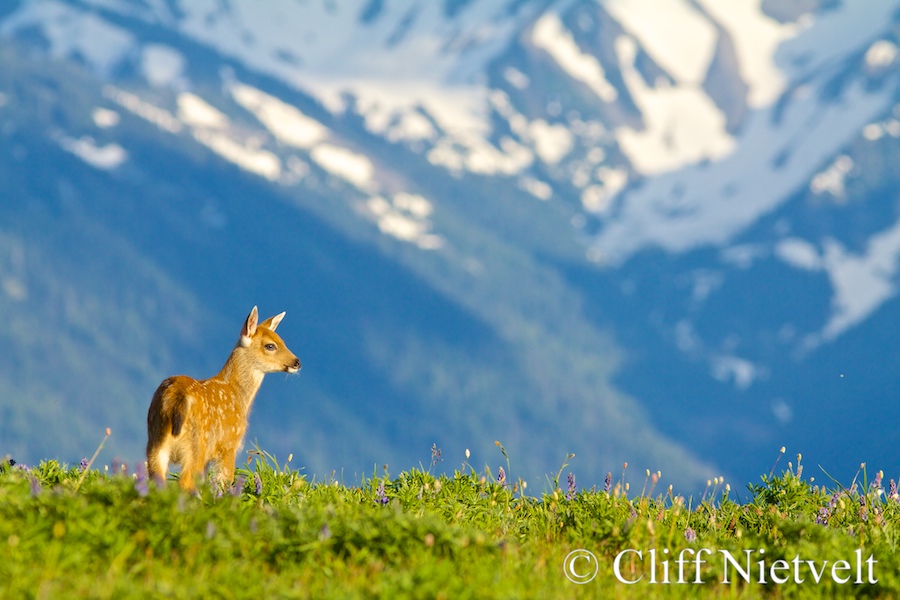 Black-tailed Deer Fawn and Mountain Vista, REF: BTD001