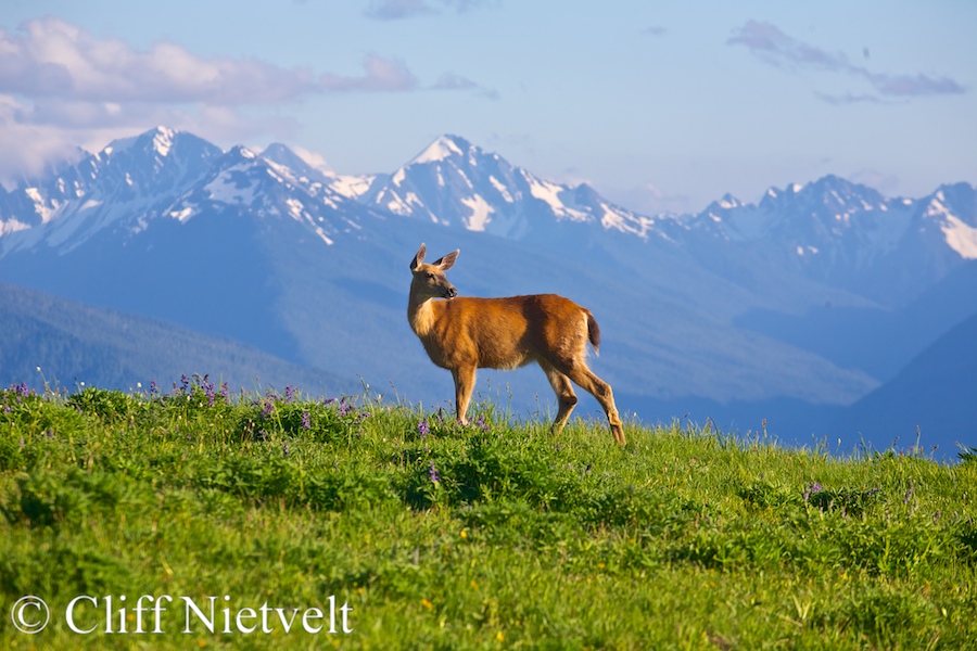 Black-tailed Deer Doe and the Olympic Mountains, REF: BTD002