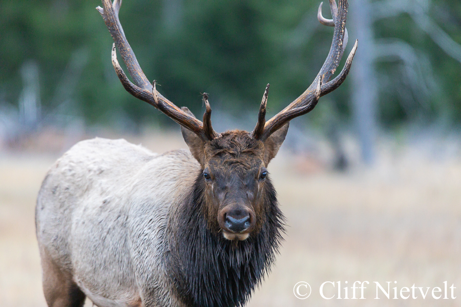 A Rutting Bull Elk, REF: ELK002