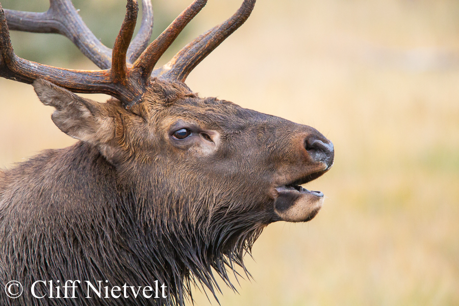 Bugling Bull Elk, REF: ELK003
