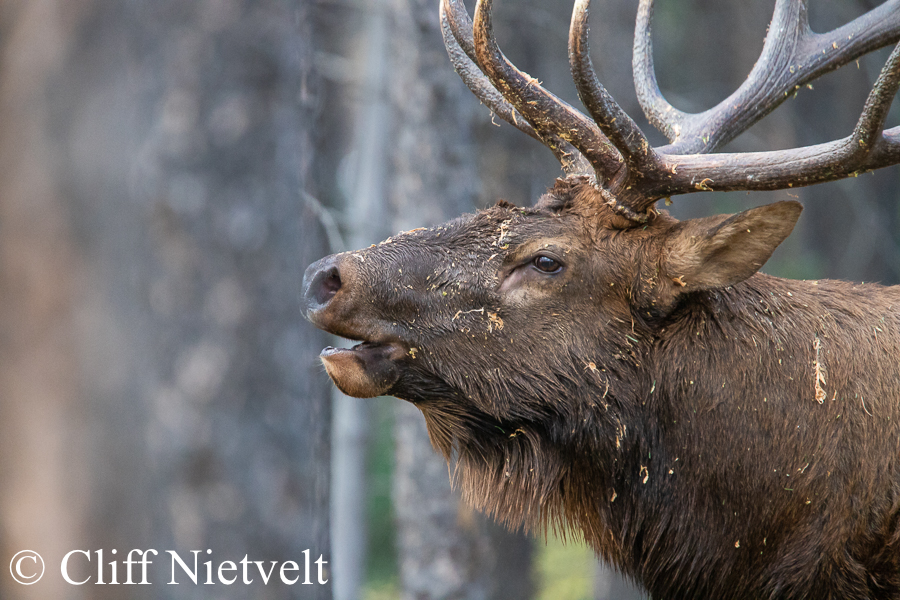 A Bugling Bull Elk Covered in Forest Debris, REF: ELK004