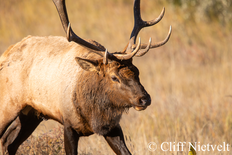 Early Morning Bull Elk in Rut, REF: ELK005