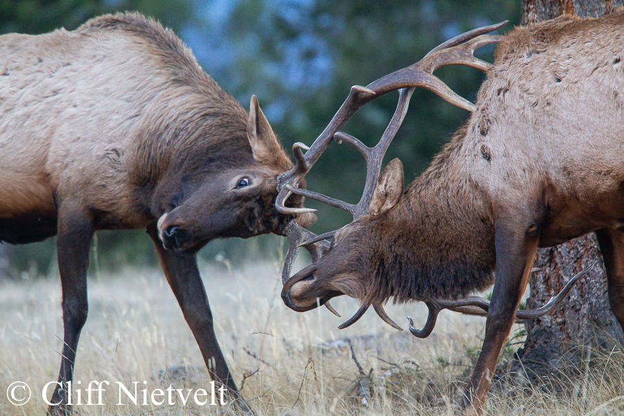 Duelling Bull Elk, REF: ELK007