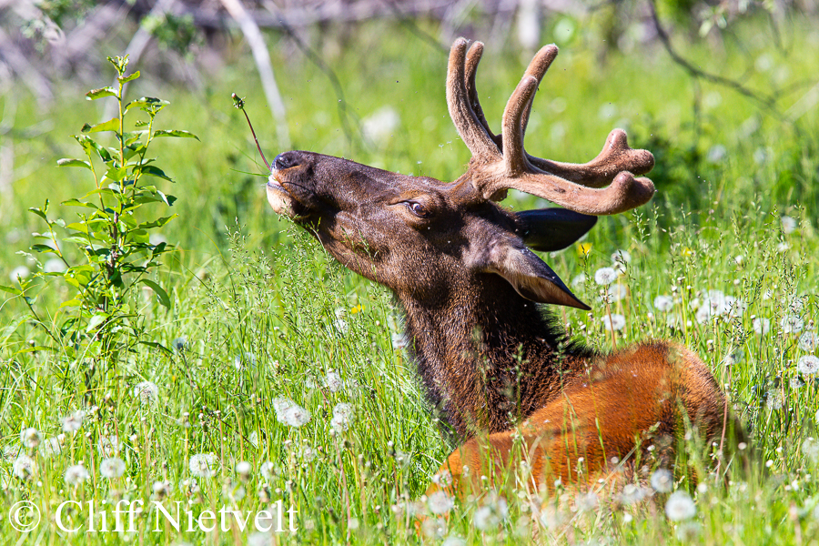 Summer Bull Elk in the Dadelions, REF: ELK008