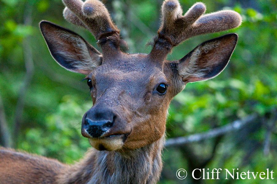 Bull Elk in Eary Summer, REF: ELK010
