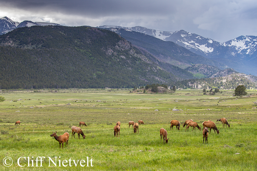 A Herd of Elk and the Colorado Rockies, REF: ELK012