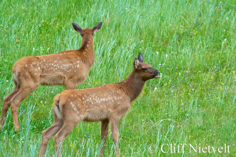 A Pair of Spotted Elk Calves, REF: ELK013